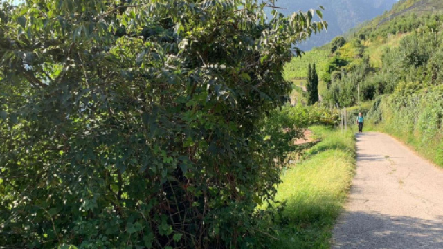 Merano, fermata la madre del neonato trovato senza vita in una scarpata