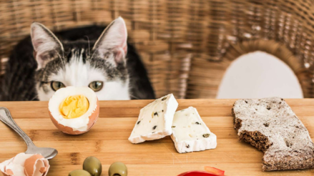 10 aliments dangereux pour les chats | Bulle Bleue - bullebleue.fr