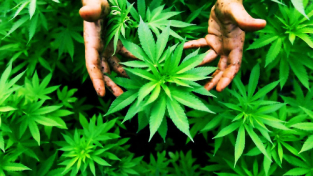 La piantagione di marijuana &egrave; stata scoperta dagli uomini della Guardia di Finanza.