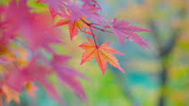 Oroscopo 30 settembre: Ariete produttivo, Acquario rilassato