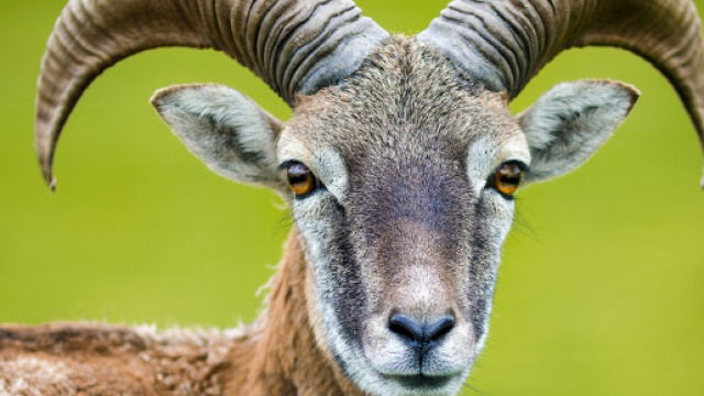 Oroscopo 22 settembre:Cancro romantico, Capricorno brontolone.