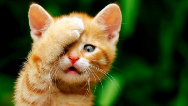 T&eacute;l&eacute;charger 2560x1600 Chats humour chatons dr&ocirc;les 1450x1140 fond d ... - fondsecran.eu