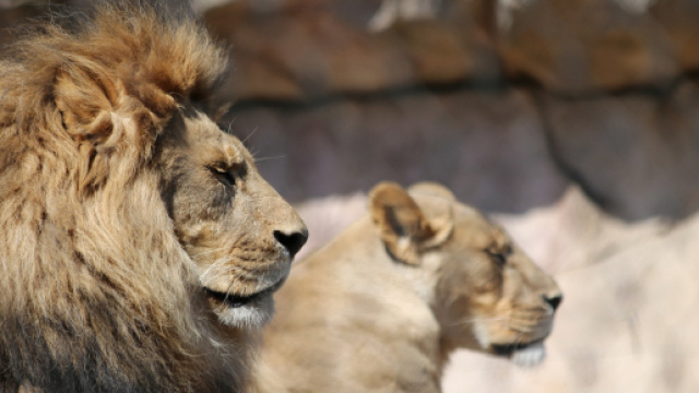 Oroscopo, previsioni astrologiche