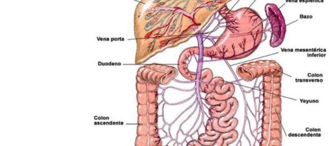 El aparato digestivo transforma los alimentos en nutrientes esenciales para la salud