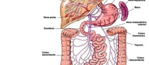 El sistema digestivo selecciona y absorbe los nutrientes. - multidudas.com