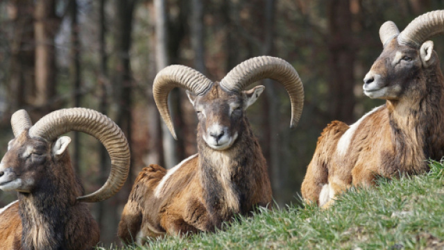 Oroscopo 24 settembre: lavoro 'top' per Sagittario e Ariete.