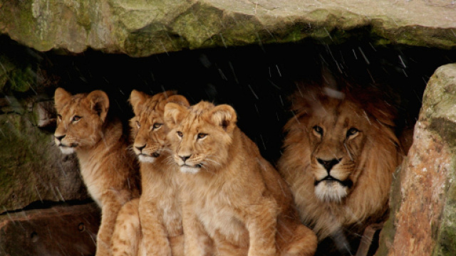 Oroscopo, classifica 24 settembre: Leone entusiasta, Acquario spossato.