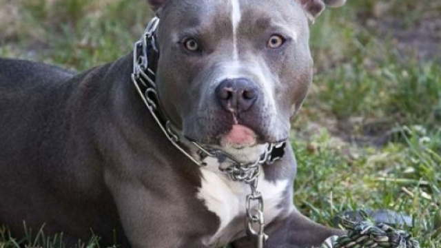 Rimini, pitbull sfugge ad una bambina ed uccide il cane di una passante