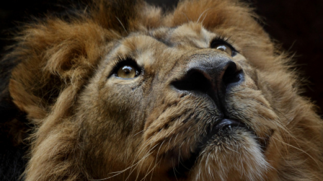 Oroscopo, classifica 27 settembre: Leone brioso, Acquario svogliato.