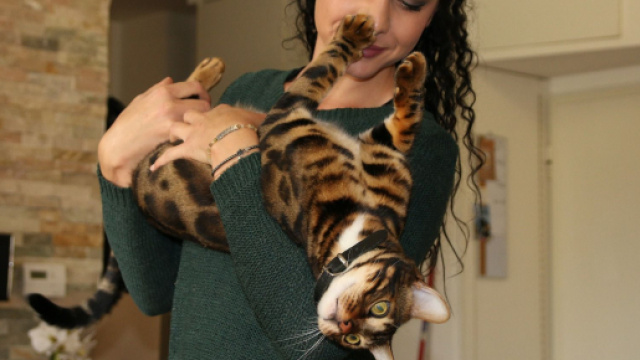 Pourquoi les chats mordent-ils leur maitre - Photo libre droit by Pixabay