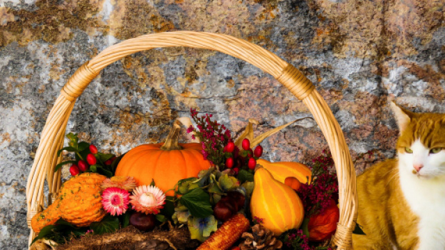 Alimentation les erreurs &agrave; ne pas faire avec son chat - photo libre de droit