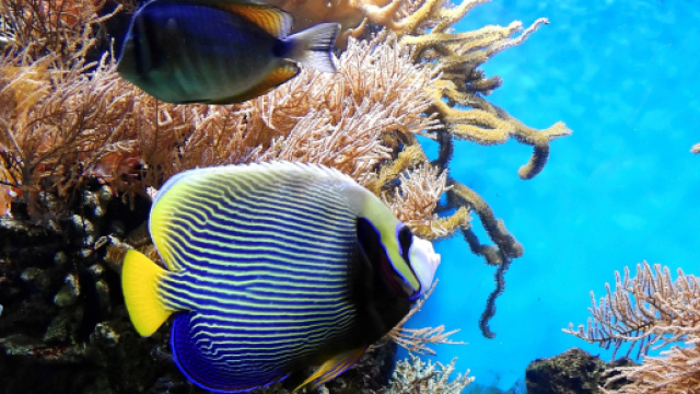 Oroscopo 28 settembre: Gemelli frizzante, bugie per Pesci.