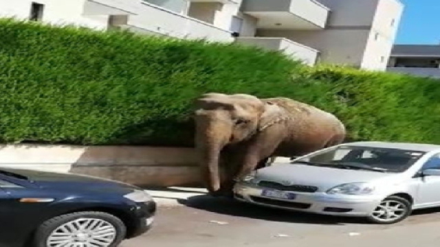 Francavilla Fontana, elefante fugge dal circo e va a spasso in citt&agrave;: video diventa virale