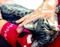 'Dopo di Me', parte da Roma un progetto che vuol tutelare anziani e animali