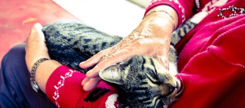 'Dopo di Me', parte da Roma un progetto che vuol tutelare anziani e animali