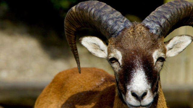 Oroscopo, classifica 2 ottobre: Ariete passionale, viaggi per Acquario.