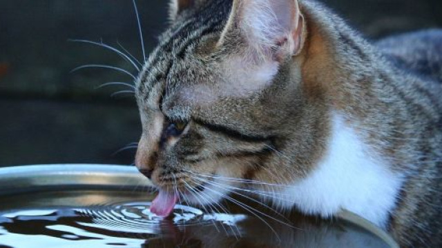 Pourquoi le chat ne boit pas dans sa gamelle?