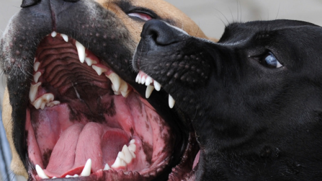 Usa, 19enne rientra a casa per prendere la borsetta e viene uccisa dai cani dei vicini