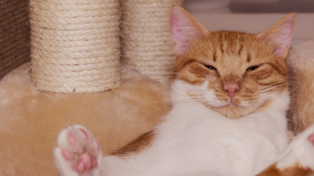 Les chats comprendraient pas leur maitre aussi bien que les chiens