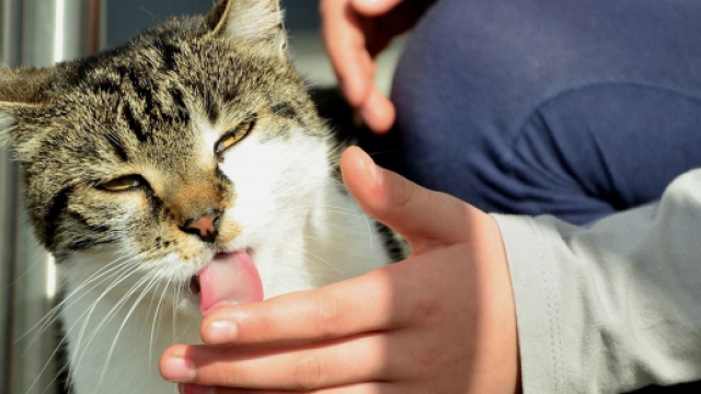 Chat: pourquoi l&egrave;che-t-il son maitre r&eacute;guli&egrave;rement