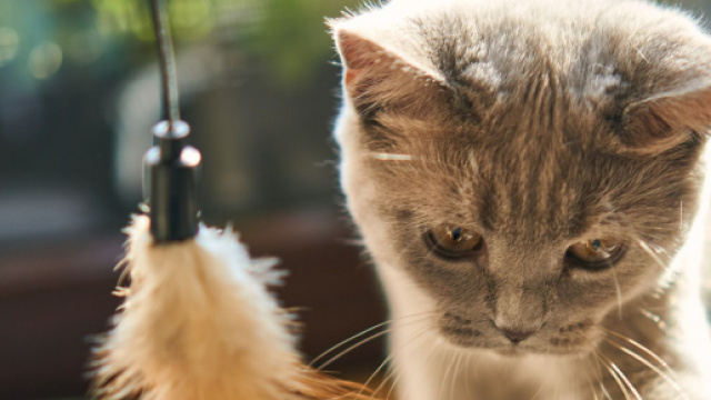 Chats comment interpr&egrave;tent-ils les bisous?