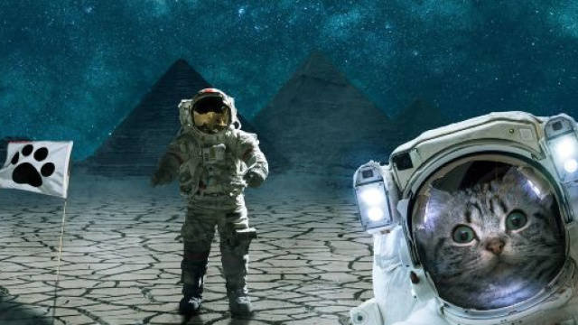 Le quart de folie du chat enfin expliquait