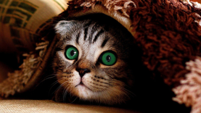 Pourquoi avoir un chat est un avantage