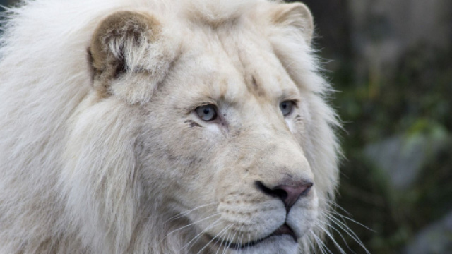 Previsioni astrologiche, classifica 15 gennaio: Leone taciturno, hobby per Scorpione.