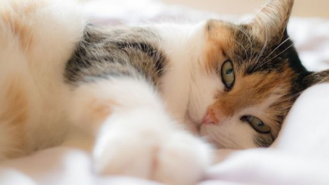 Chat voici pourquoi il vous r&eacute;veille tous les matins &agrave; la m&ecirc;me heure.