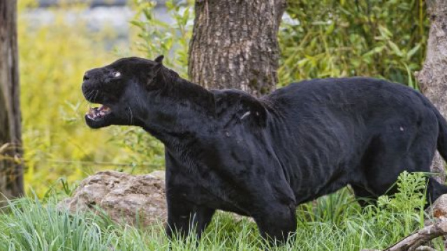 San Severo, una pantera si aggirerebbe per le campagne della citt&agrave;