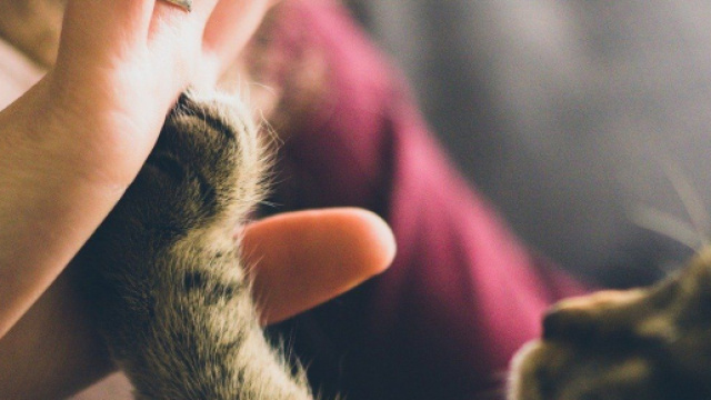 Le chat vous verrez comme sa propre m&egrave;re