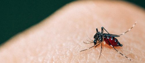 Minist&eacute;rio da Sa&uacute;de orienta popula&ccedil;&atilde;o sobre febre amarela. (Arquivo Blasting News)