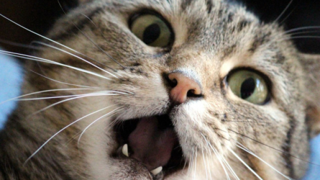 Chat comment le calmer lorsqu'il est stress&eacute;?