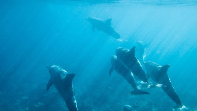 Il massacro dei delfini nella baia di Taiji in Giappone