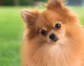 La elegancia del Pomerania lo convierte en una hermosa raza de perros pequeños
