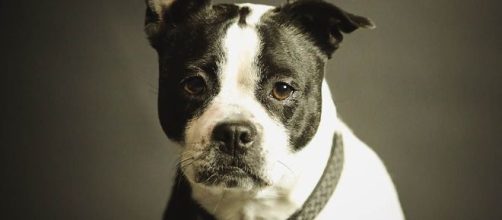 C&atilde;es podem prever alguns acontecimentos. (Reprodu&ccedil;&atilde;o/Pixabay)