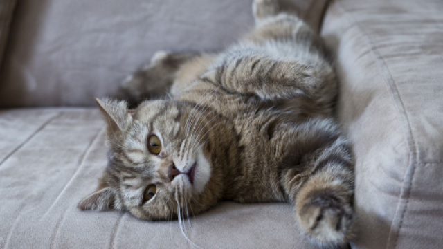 Chat: 5 astuces compl&eacute;tement imparables pourqu'il ne fasse plus ses griffes sur le canap&eacute;