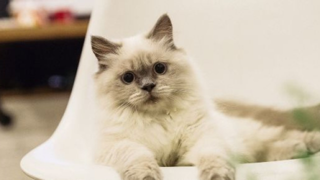 chat: il ne suffit pas simplement de lui dire 'Je t'aime' pour qu'ils nous aiment en retour