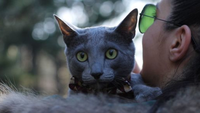 Avoir un chat aurait de nombreux avantages sur la sant&eacute;