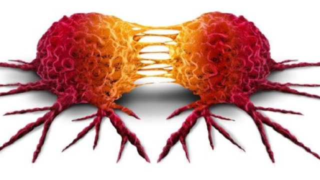 La liberazione fisiologica di L1CAM, in un tessuto lacerato da una ferita, potrebbe essere alla base della formazione delle metastasi.