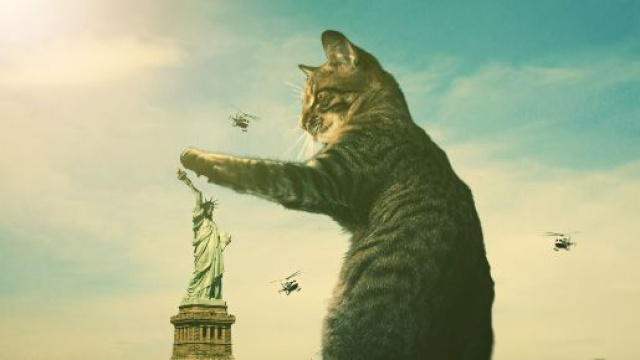 Chat: peut-il vraiment vous d&eacute;tester