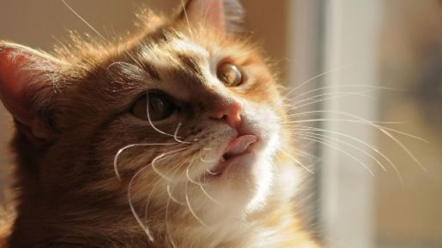 Le chat prot&eacute;gerait des esprits