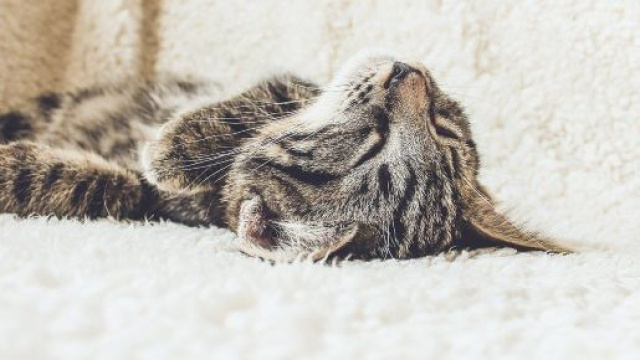 Chat mais pourquoi dort-il dans votre lit