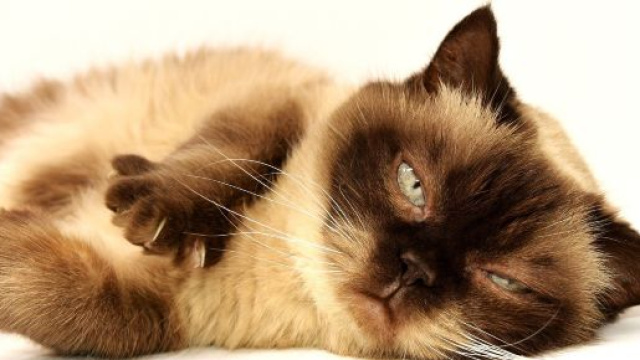 Le chat reconnait son nom mais l'ignore volontairement