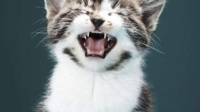 5 signes qui montrent qu'un chat est jaloux.