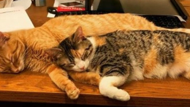 Chat: Debit et credit ont &eacute;t&eacute; embauch&eacute;s pour le plus grand bonheur des salari&eacute;s