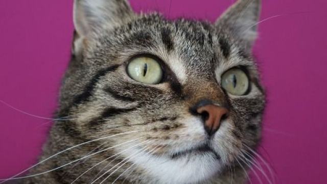 chat: que faire quand il est ob&egrave;se