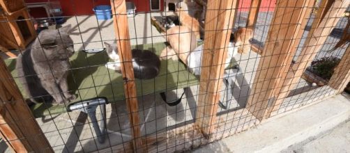 Adopting pets can be influenced by their names - Image credit - Maryland Gov pics via Flickr creative commons license