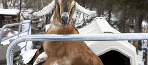 Not the first non-human candidate to be elected (Image via ABCNews/Youtube)
