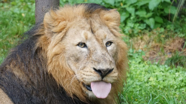 L'oroscopo, classifica dal 6 al 12 gennaio: settimana 'top' per Leone, Acquario dubbioso